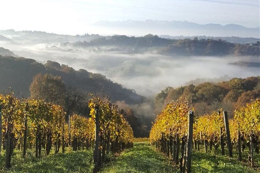 Vineyards with mist and mountains in background.