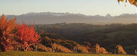 View of snow capped mountains autumn leaves.