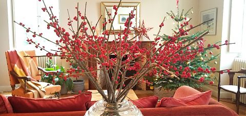 Red berries in vase and Christmas tree.